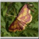 Idaea muricata - Purpurstreifen-Zwergspanner 01.jpg